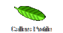 Callers Profile