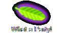 What a Party!